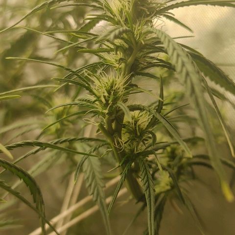 Gorilla Glue Auto growlog timeline photo