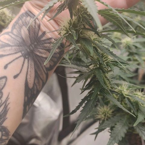 Gorilla Glue Auto growlog timeline photo