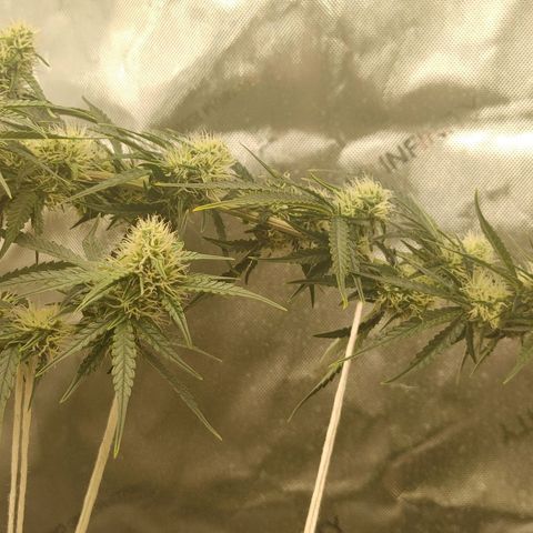 Gorilla Glue Auto growlog timeline photo
