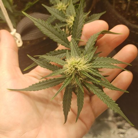 Gorilla Glue Auto growlog timeline photo