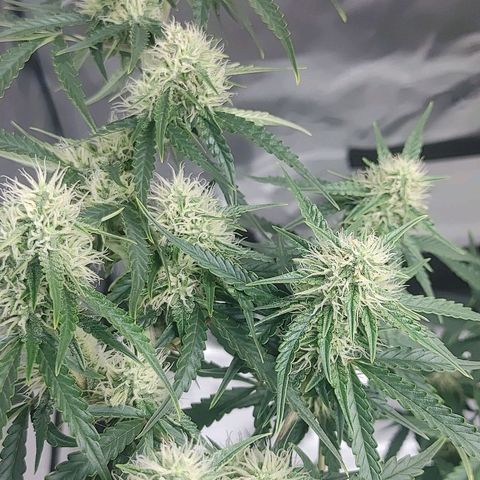 Gorilla Glue Auto growlog timeline photo