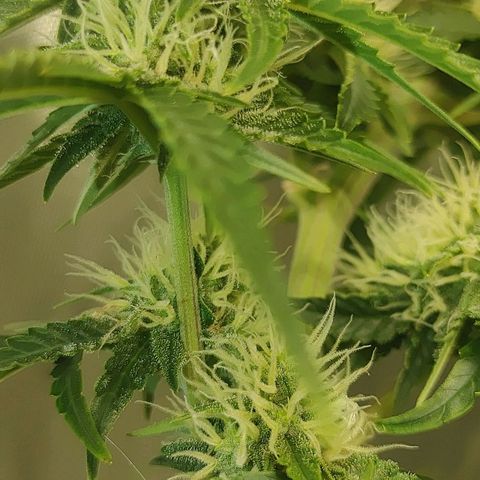 Gorilla Glue Auto growlog timeline photo