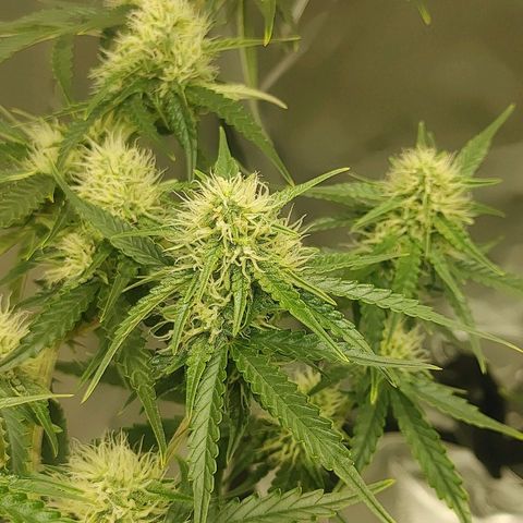Gorilla Glue Auto growlog timeline photo