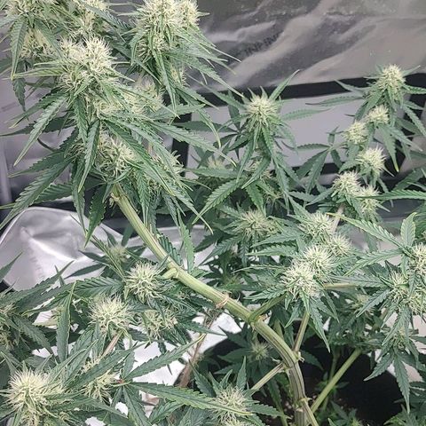 Gorilla Glue Auto growlog timeline photo