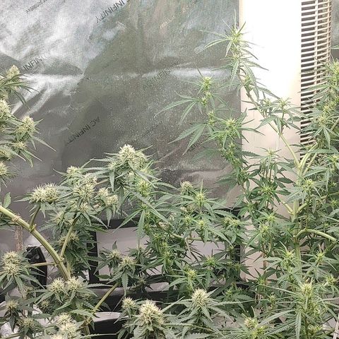 Gorilla Glue Auto growlog timeline photo
