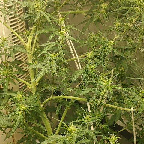 Gorilla Glue Auto growlog timeline photo