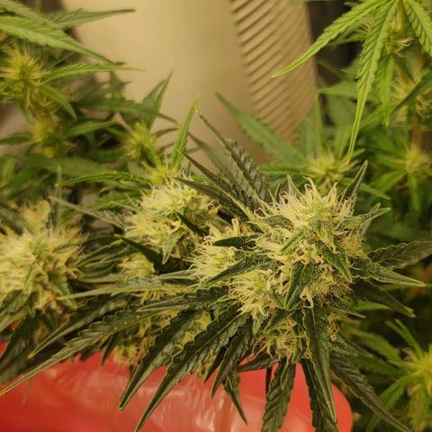 Gorilla Glue Auto growlog timeline photo