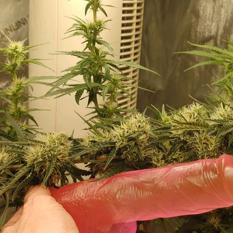 Gorilla Glue Auto growlog timeline photo