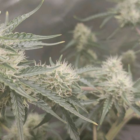 Gorilla Glue Auto growlog timeline photo