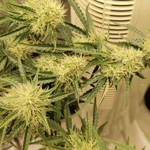 Gorilla Glue Auto growlog timeline photo
