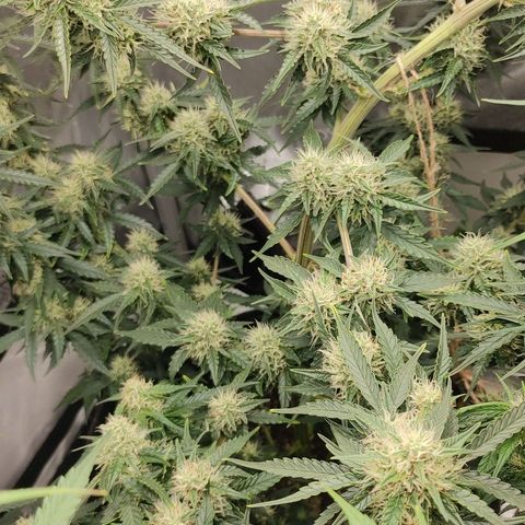 Gorilla Glue Auto growlog timeline photo
