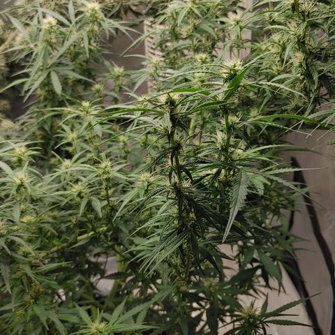 Gorilla Glue Auto growlog timeline photo