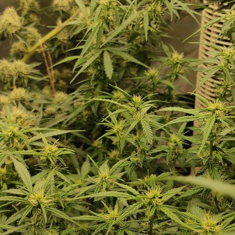 Gorilla Glue Auto growlog timeline photo