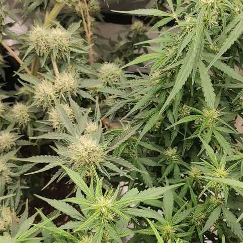 Gorilla Glue Auto growlog timeline photo
