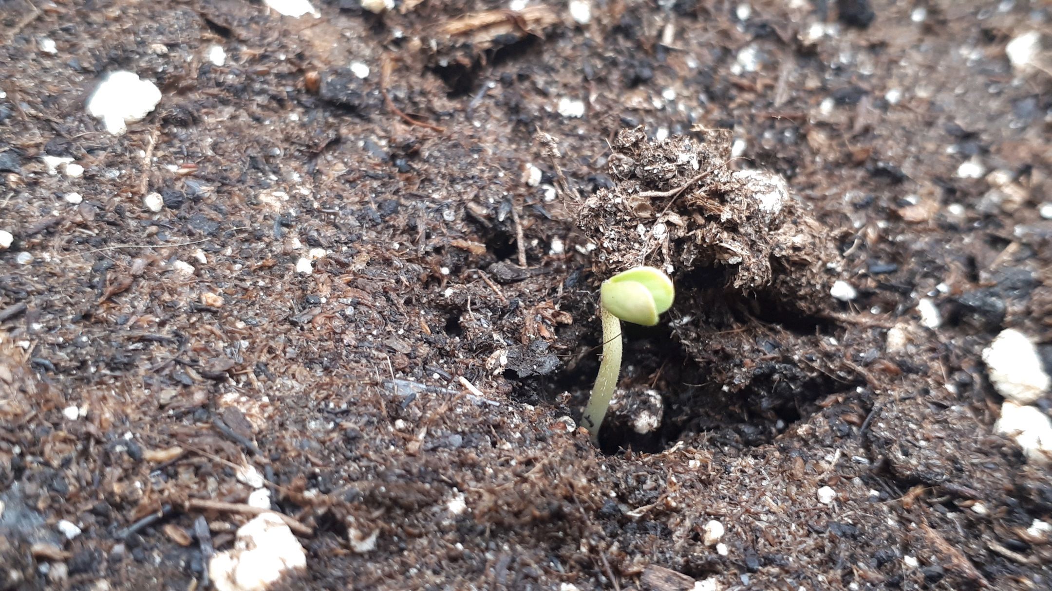 Wedding Cake Automatic growlog photo 3