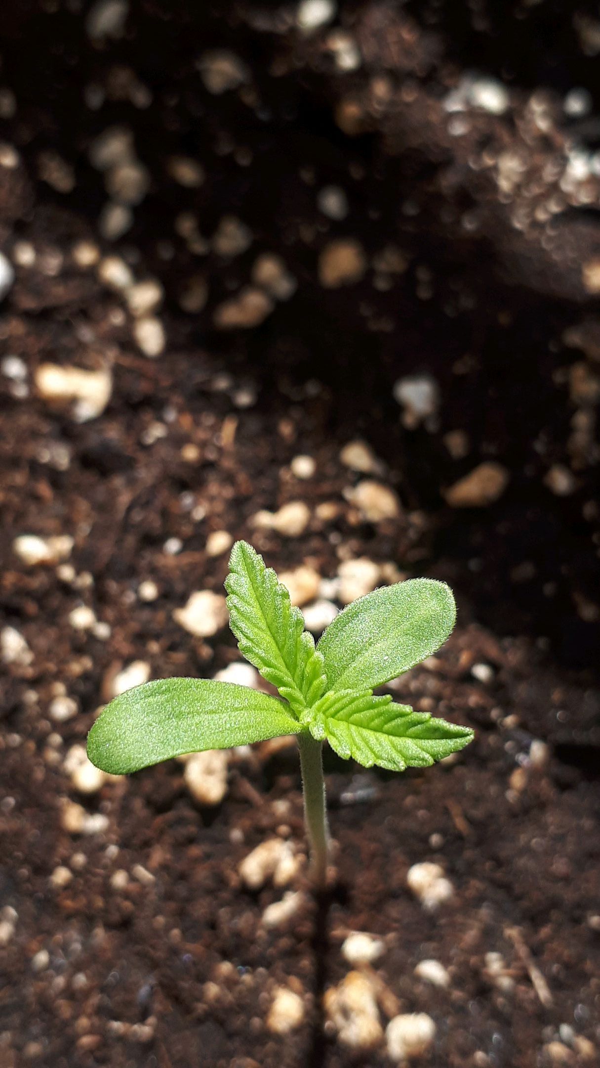 Wedding Cake Automatic growlog photo 4