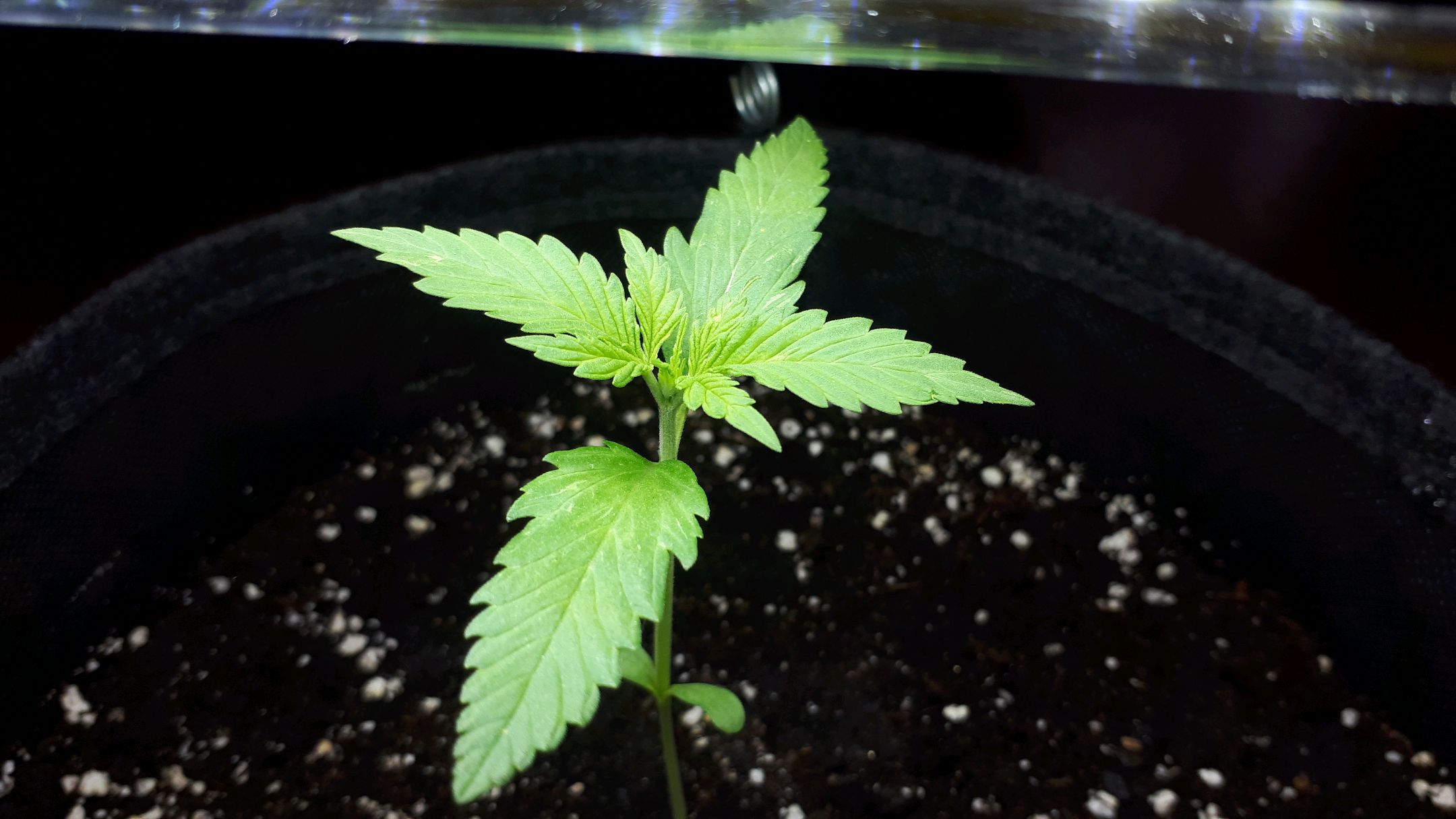 Wedding Cake Automatic growlog photo 5