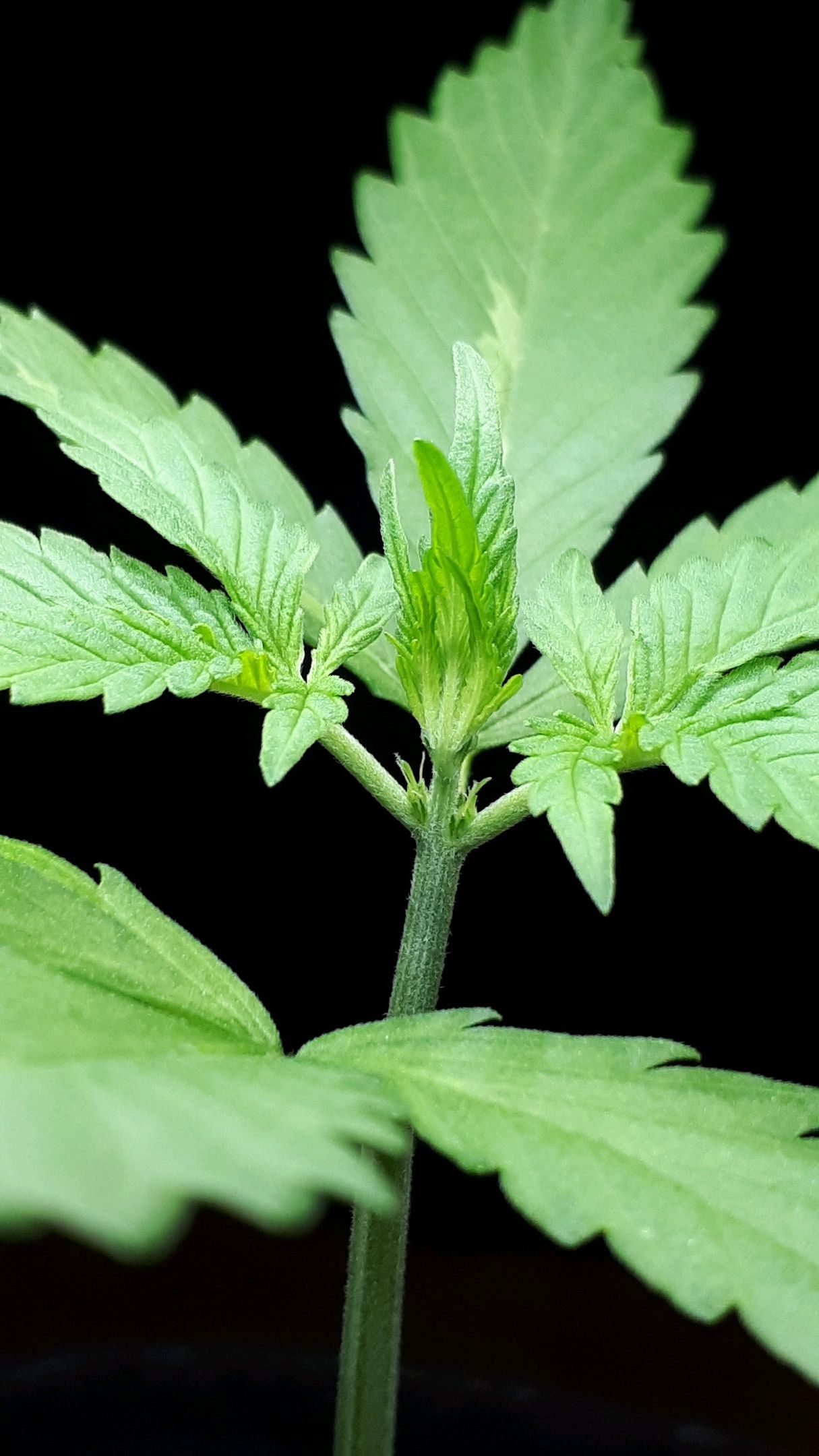 Wedding Cake Automatic growlog photo 6