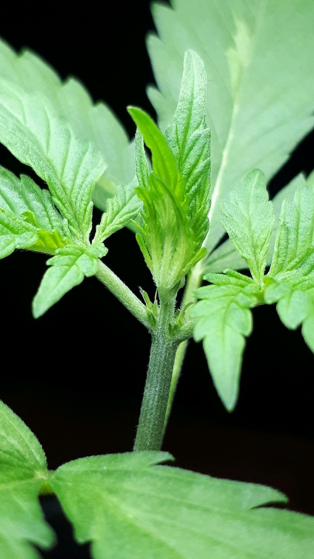 Wedding Cake Automatic growlog photo 7