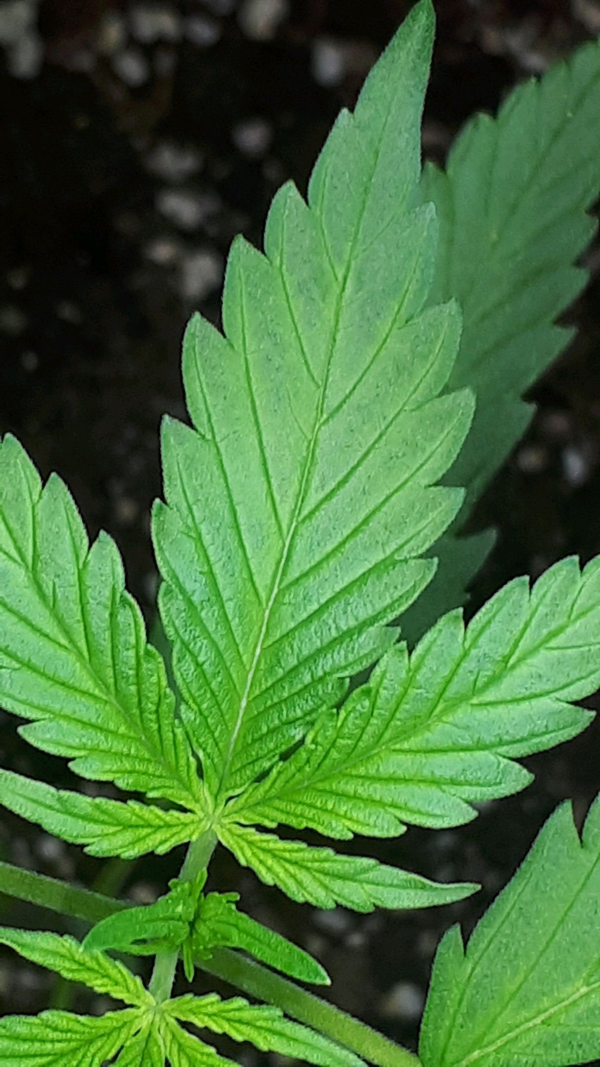 Wedding Cake Automatic growlog photo 8