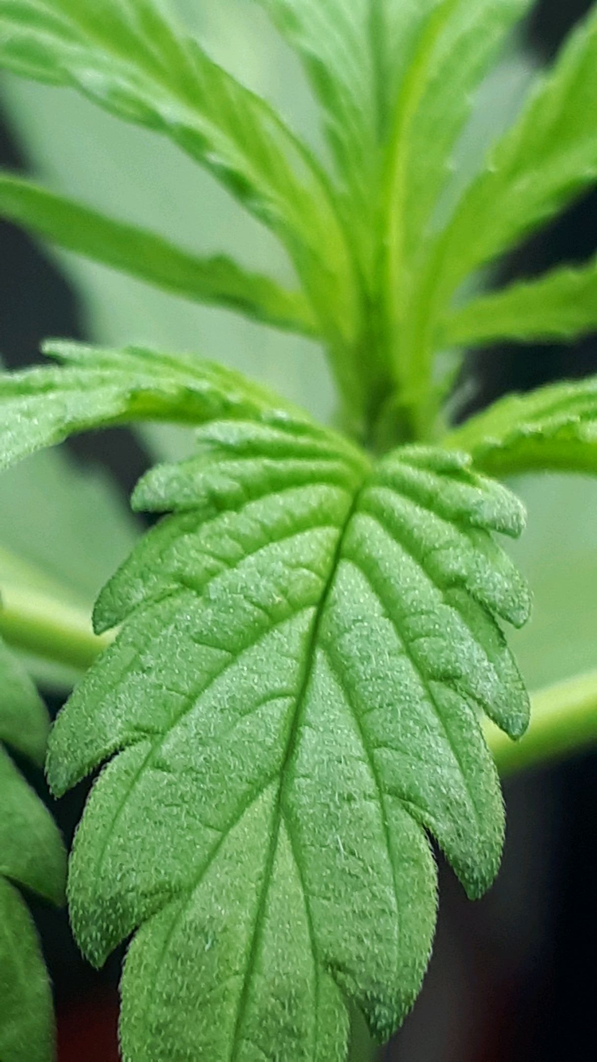 Wedding Cake Automatic growlog photo 9