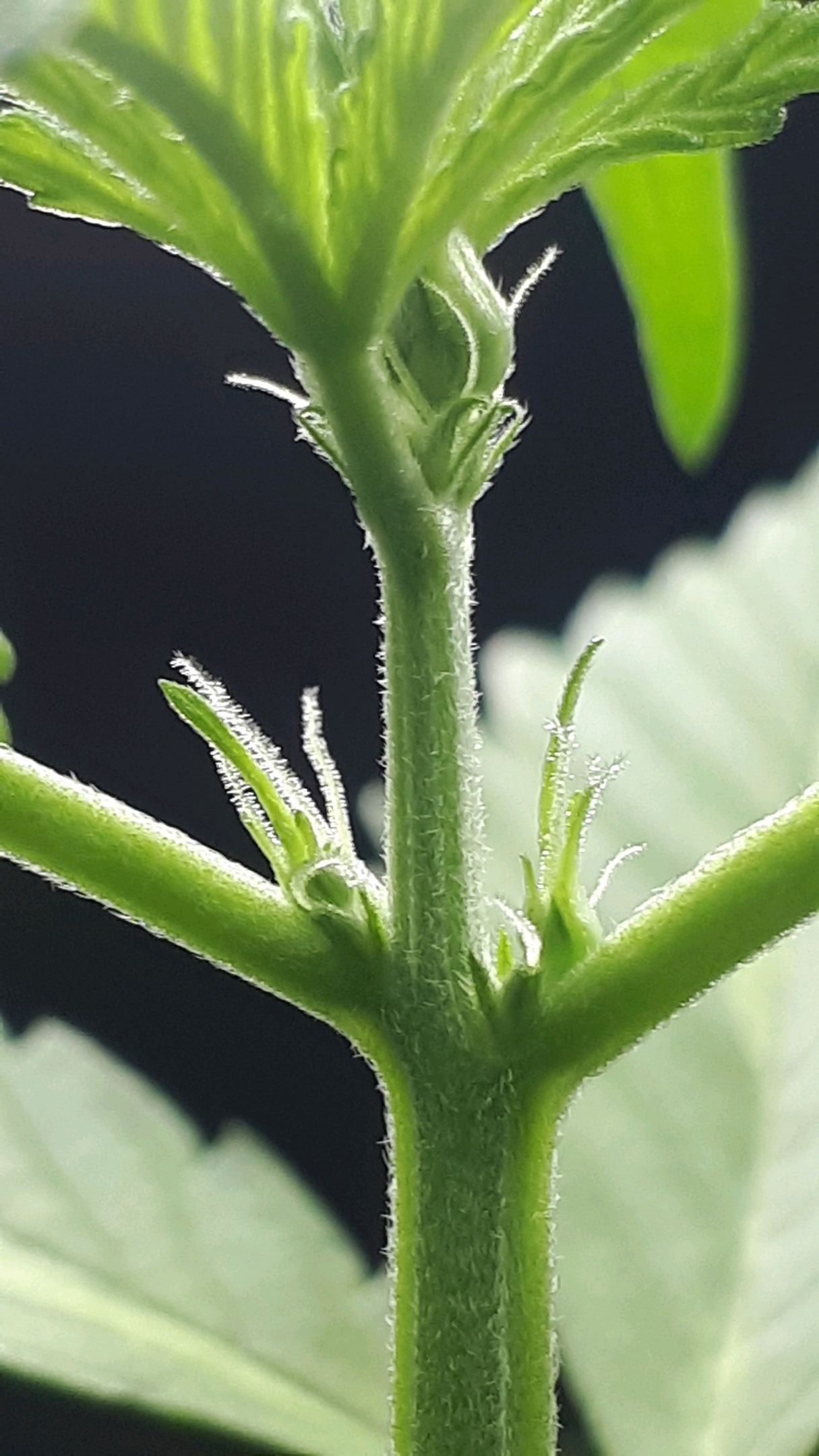 Wedding Cake Automatic growlog photo 10