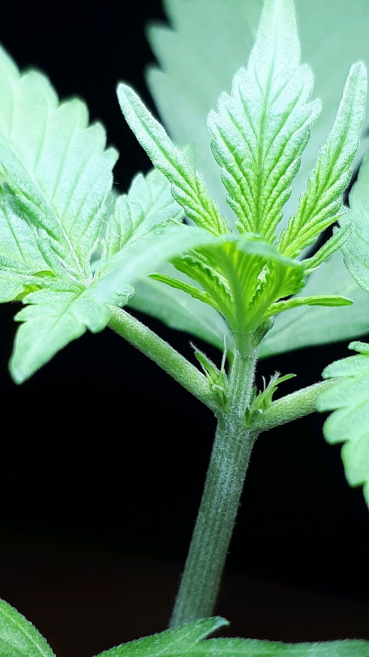 Wedding Cake Automatic growlog photo 11