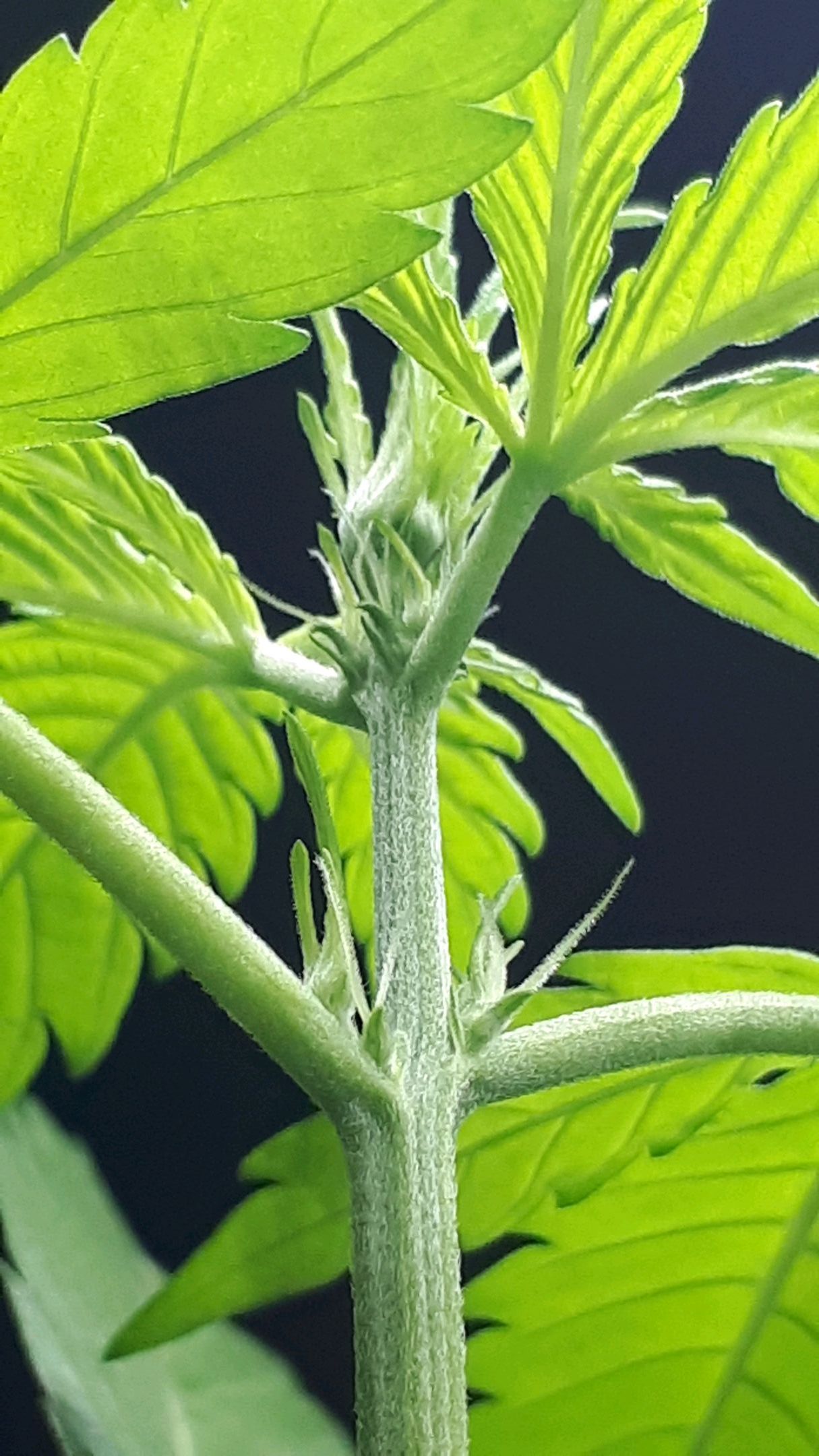 Wedding Cake Automatic growlog photo 13