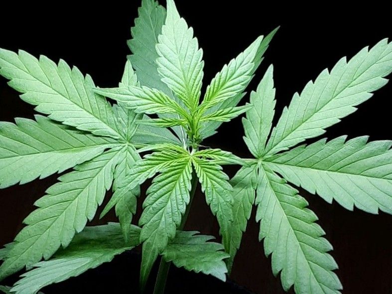 Wedding Cake Automatic growlog photo 12