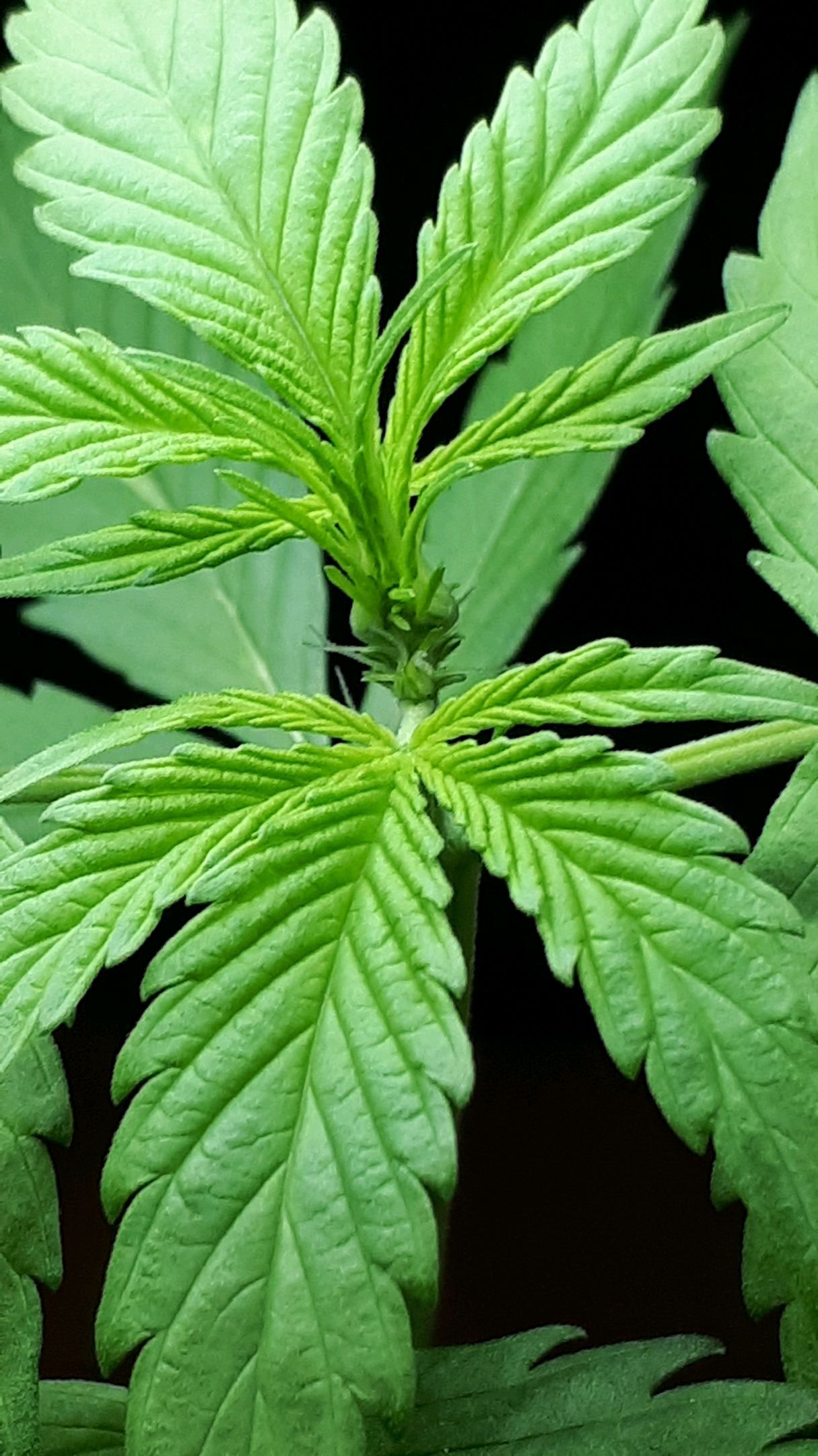 Wedding Cake Automatic growlog photo 14