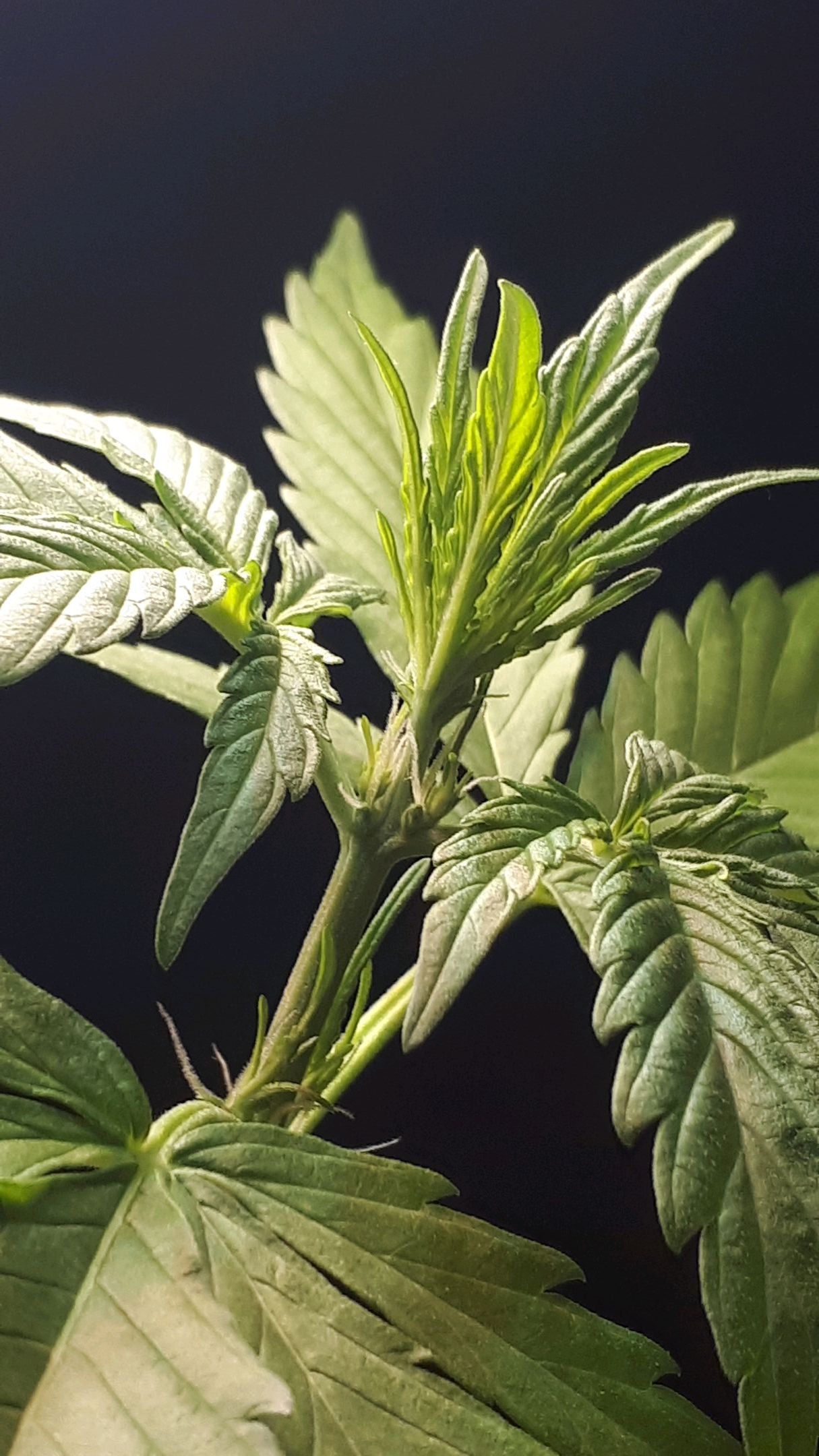 Wedding Cake Automatic growlog photo 15