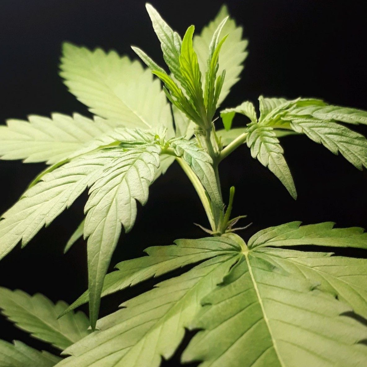 Wedding Cake Automatic growlog photo 16