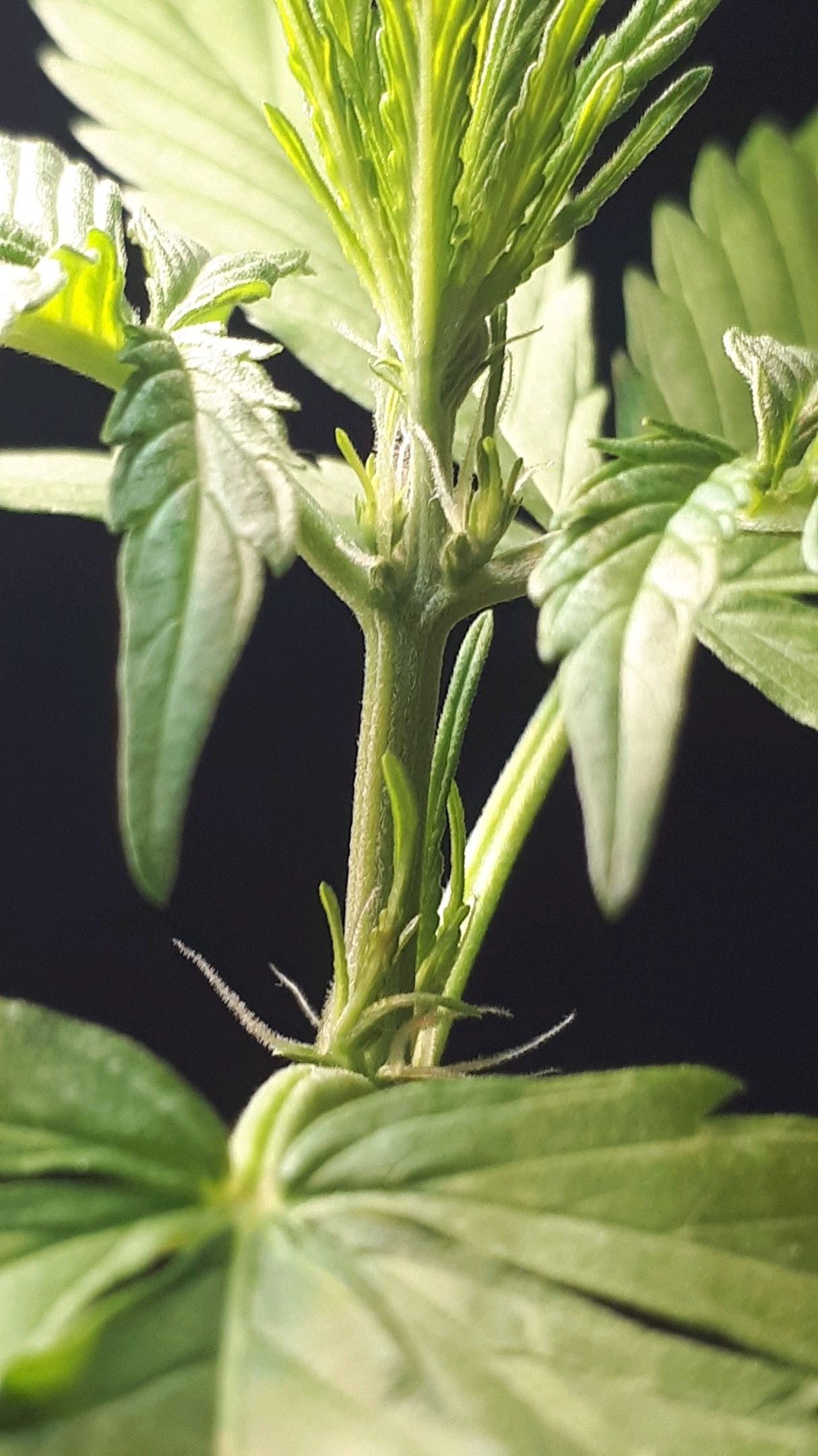 Wedding Cake Automatic growlog photo 17