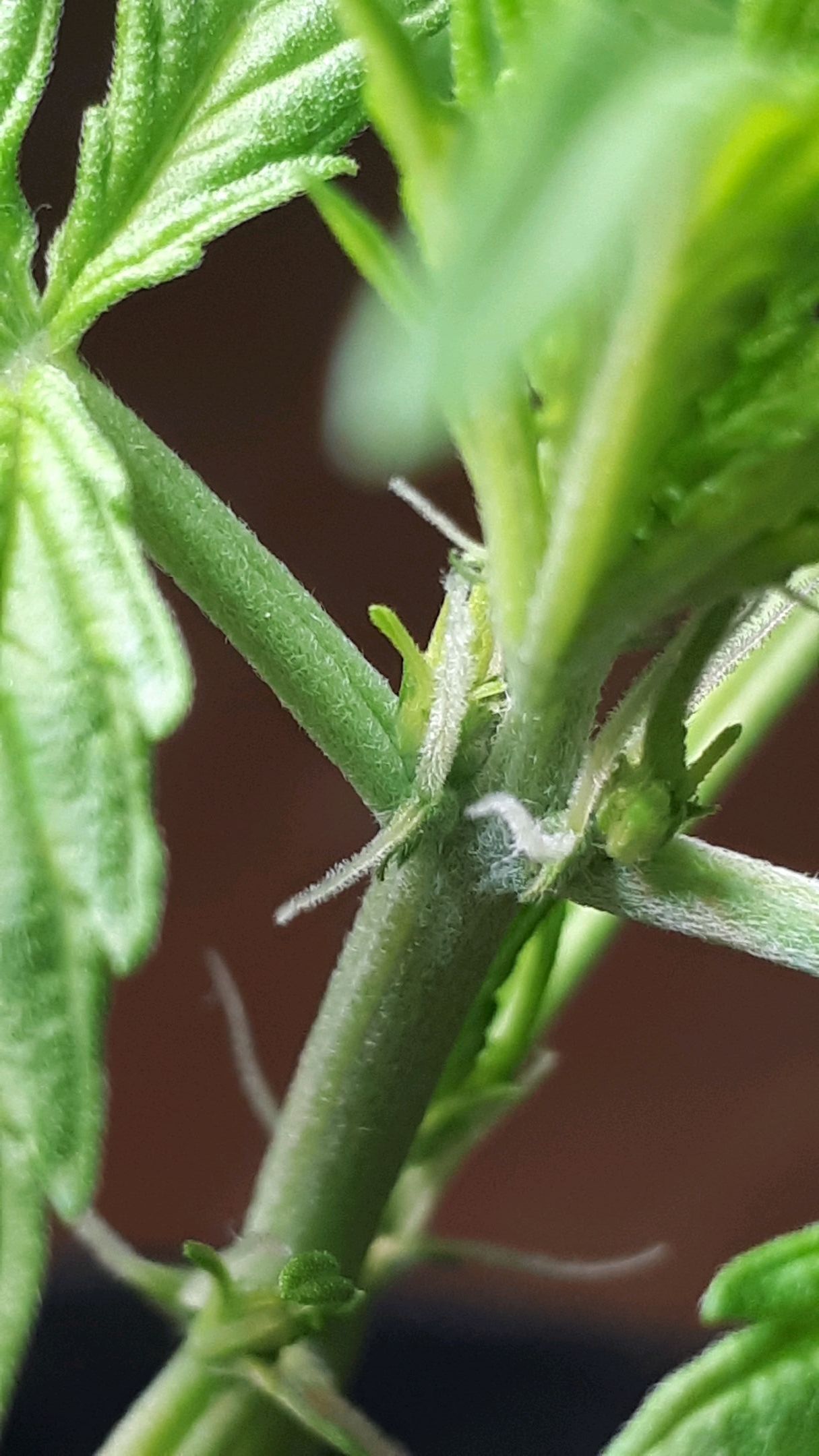 Wedding Cake Automatic growlog photo 18