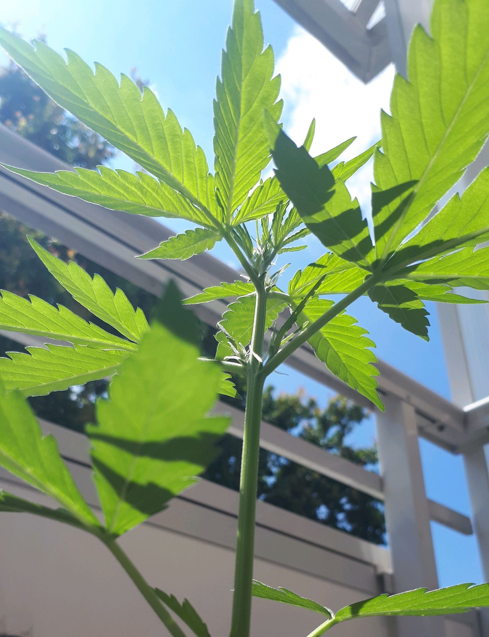 Wedding Cake Automatic growlog photo 19