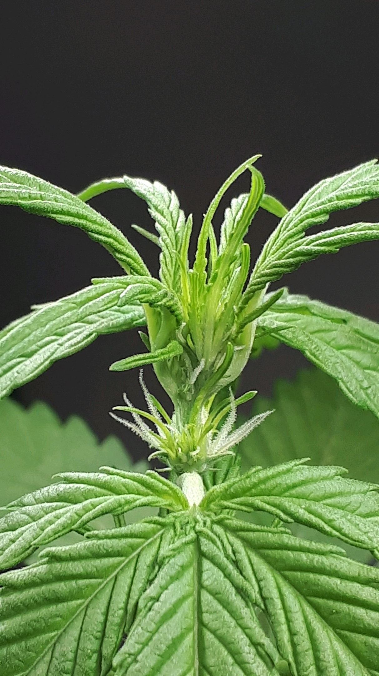 Wedding Cake Automatic growlog photo 20