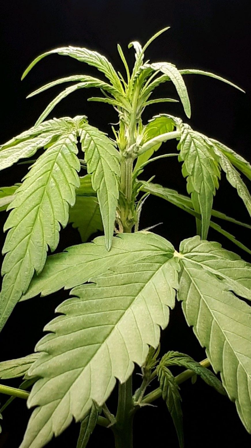 Wedding Cake Automatic growlog photo 21