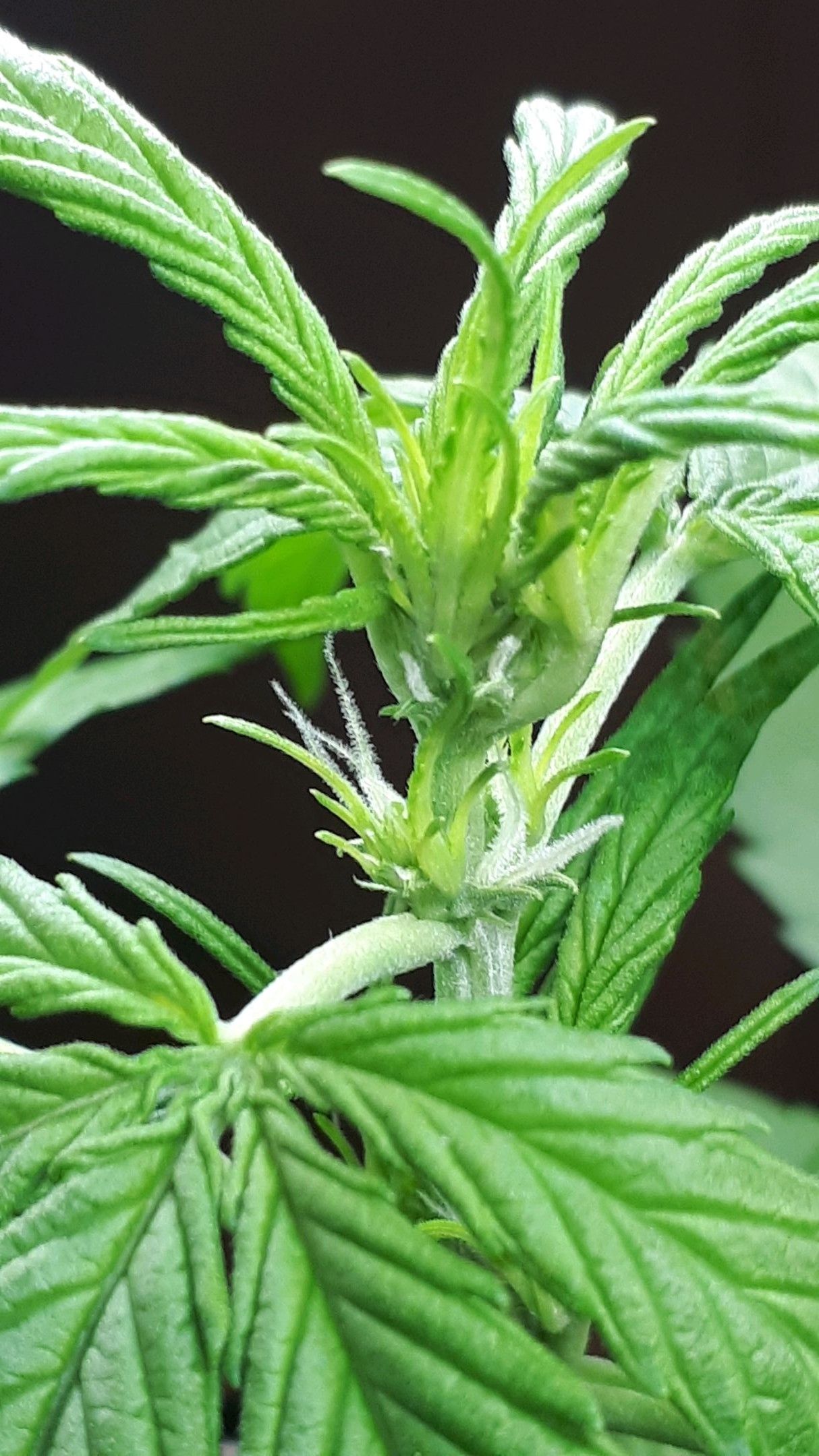 Wedding Cake Automatic growlog photo 22