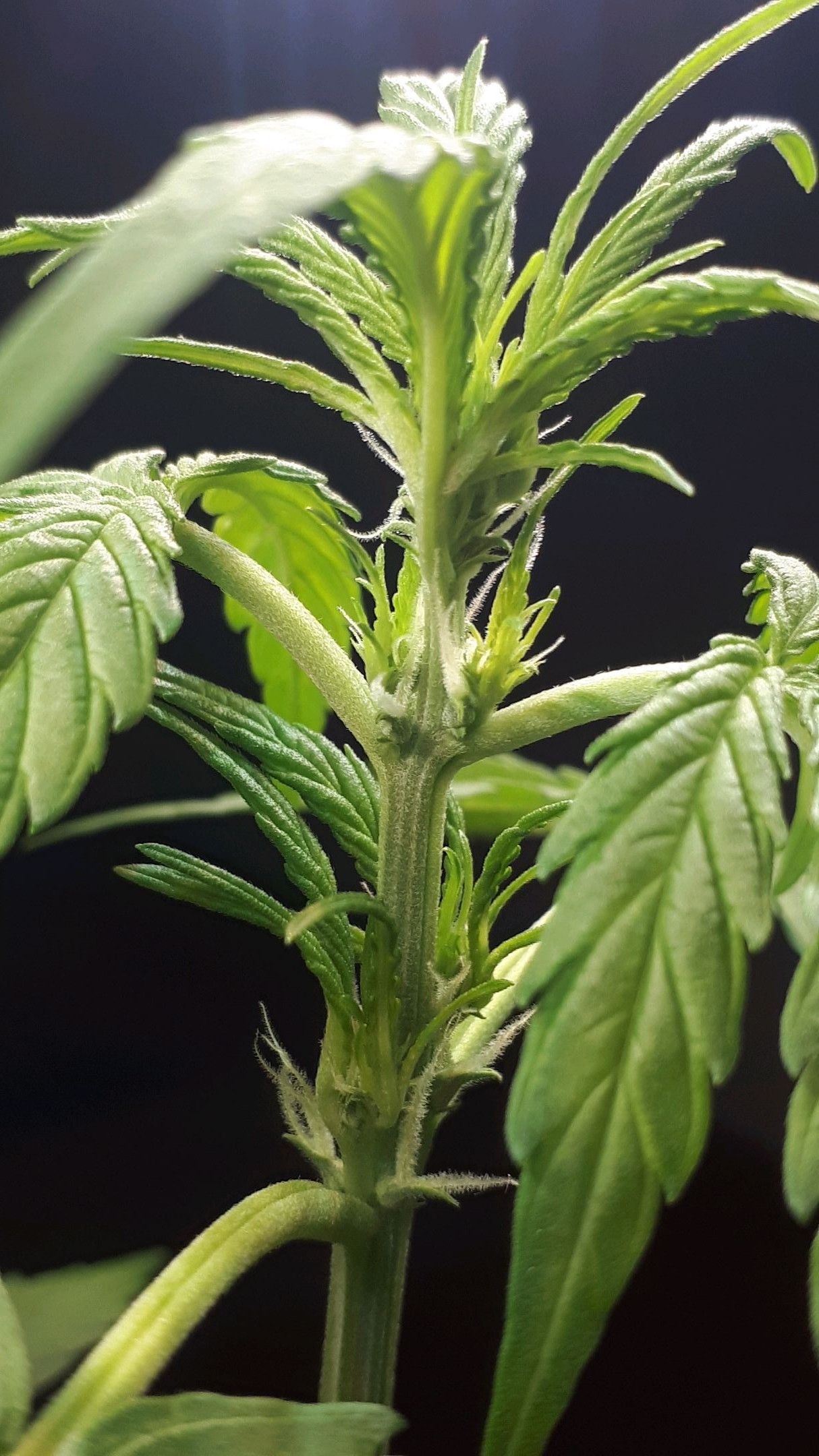 Wedding Cake Automatic growlog photo 23