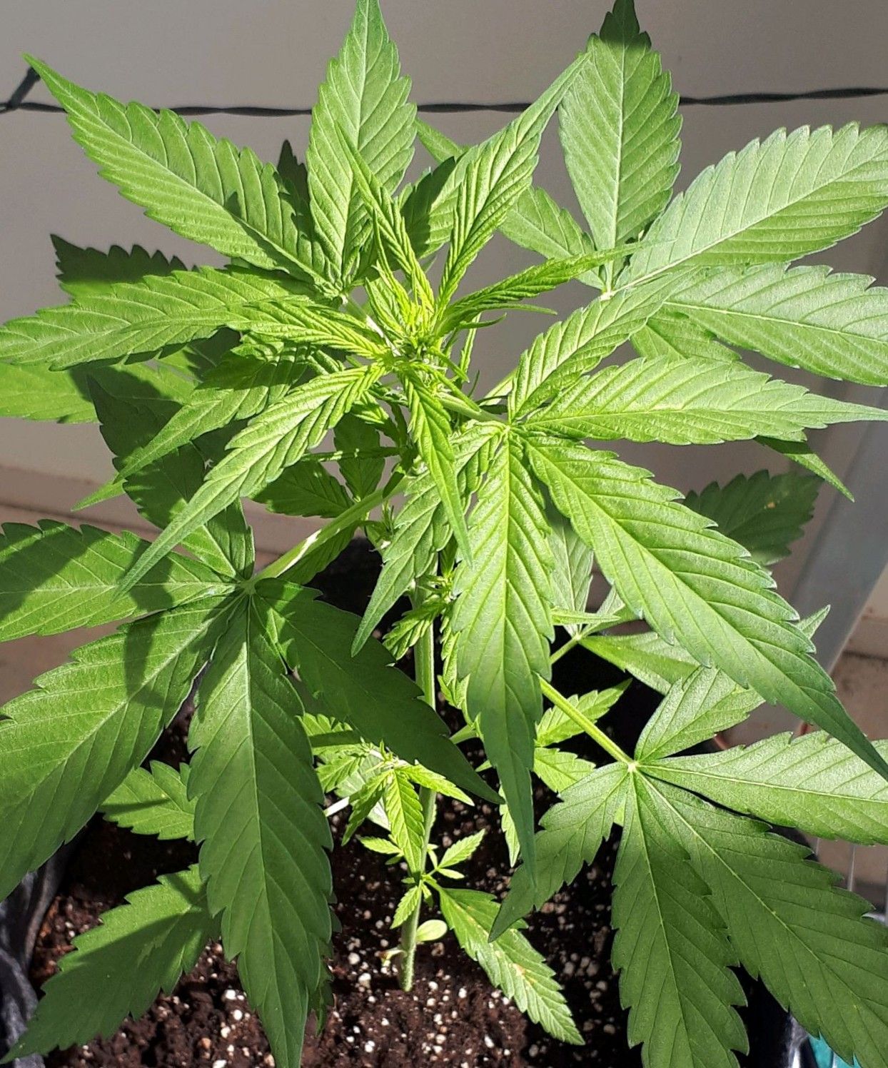 Wedding Cake Automatic growlog photo 25