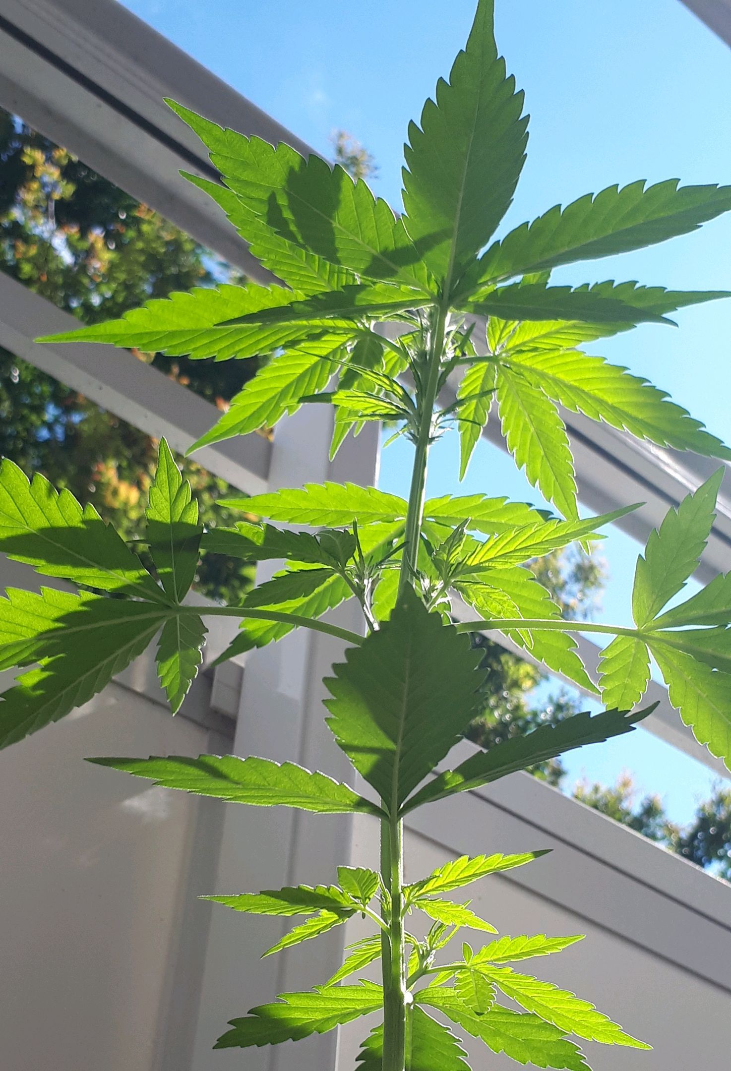 Wedding Cake Automatic growlog photo 24