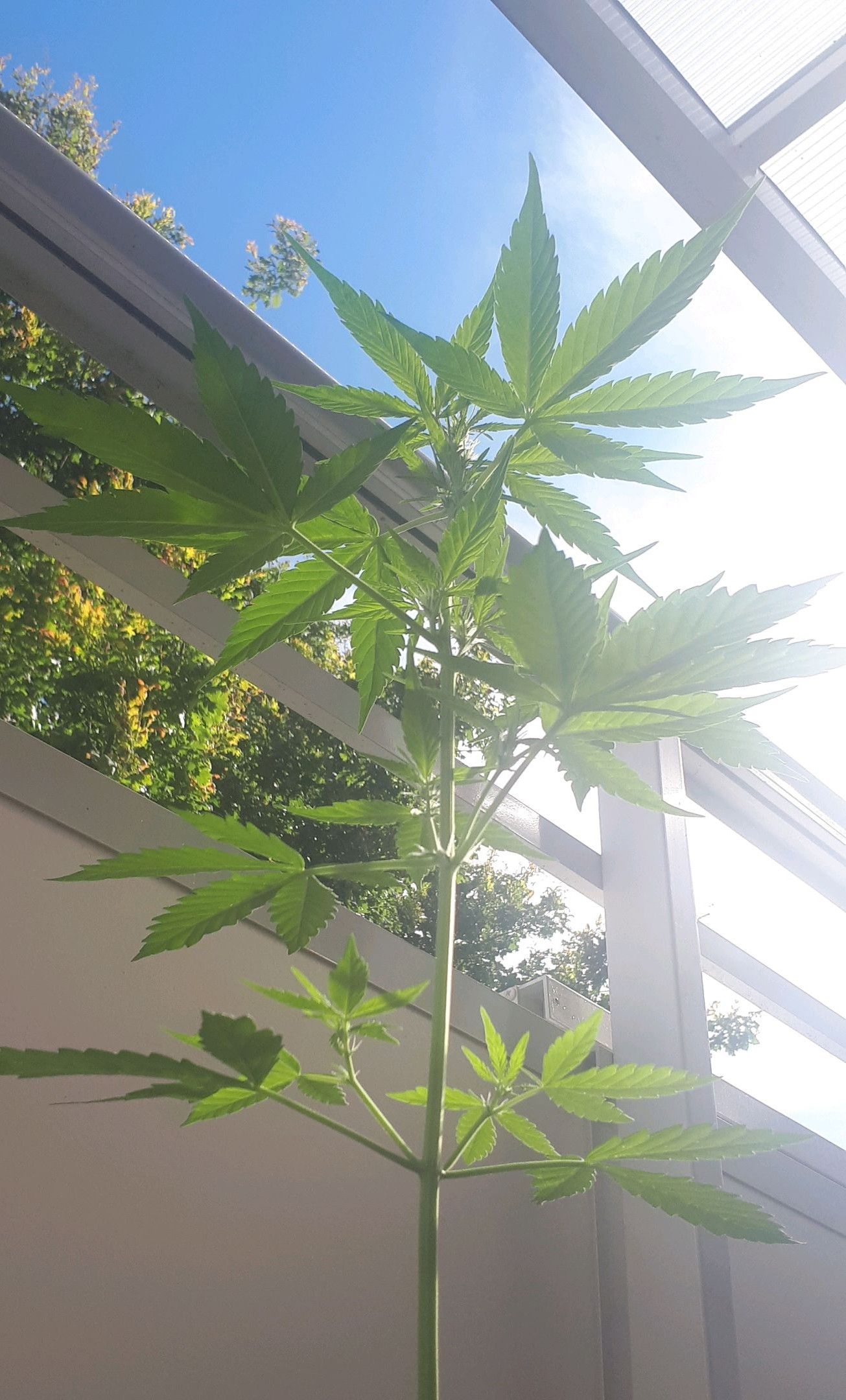 Wedding Cake Automatic growlog photo 26