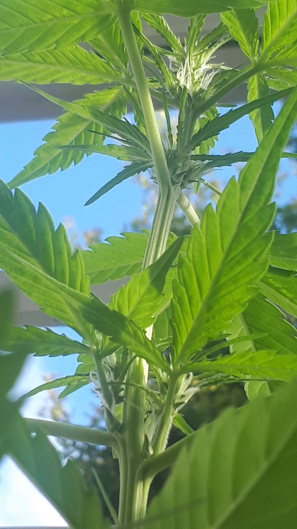 Wedding Cake Automatic growlog photo 27