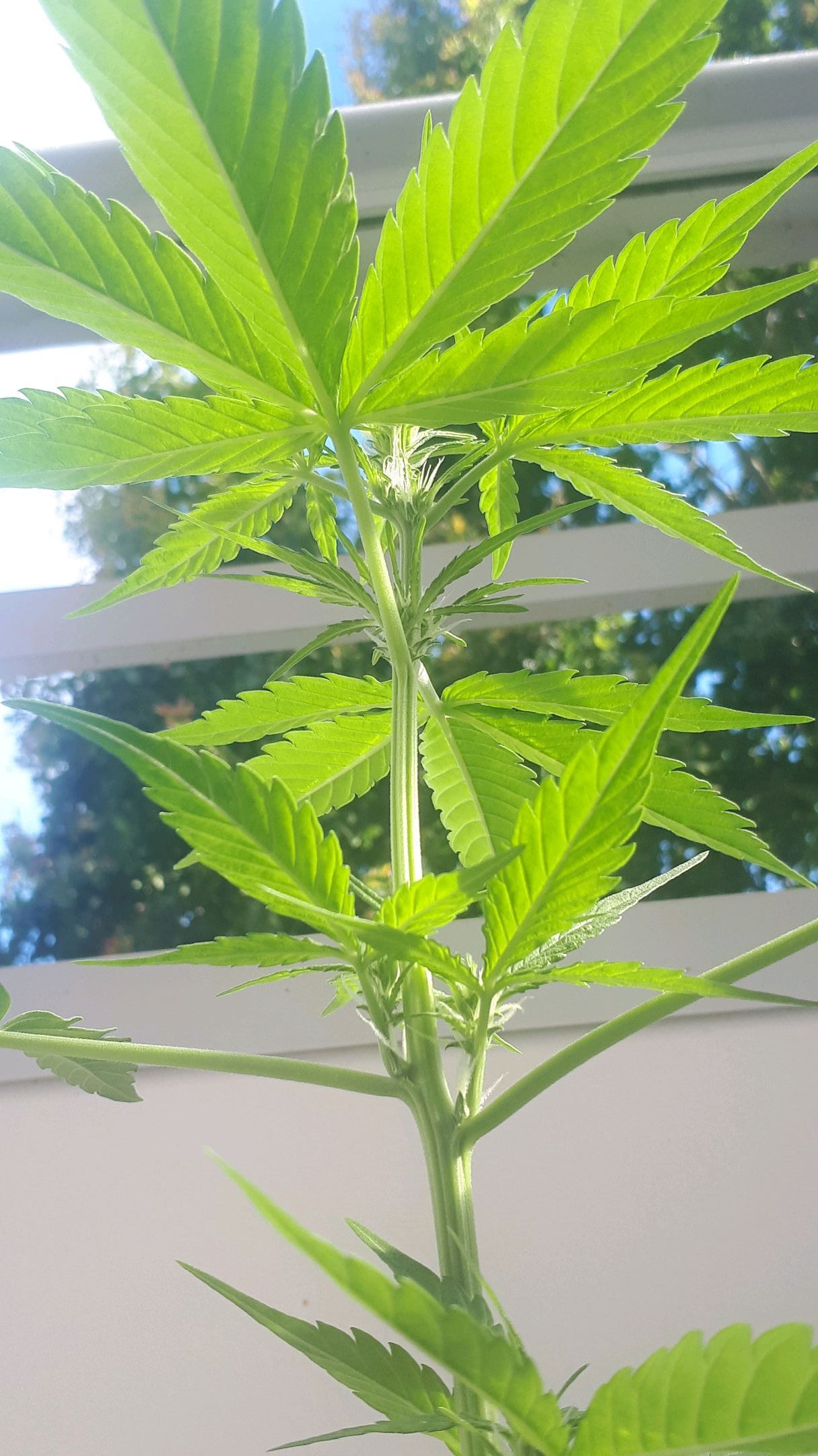 Wedding Cake Automatic growlog photo 28