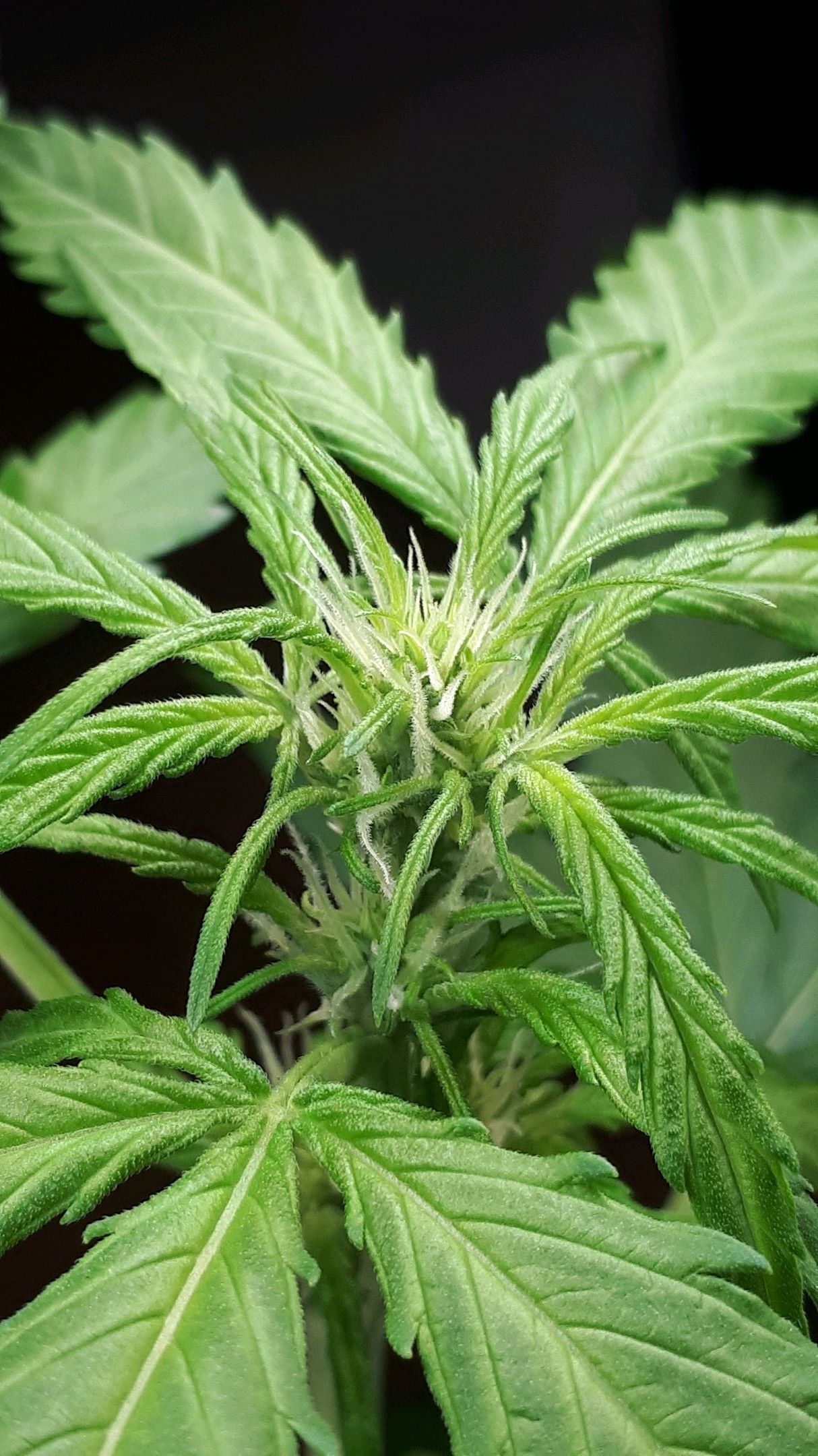 Wedding Cake Automatic growlog photo 29