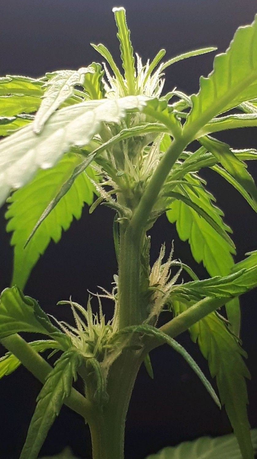 Wedding Cake Automatic growlog photo 30