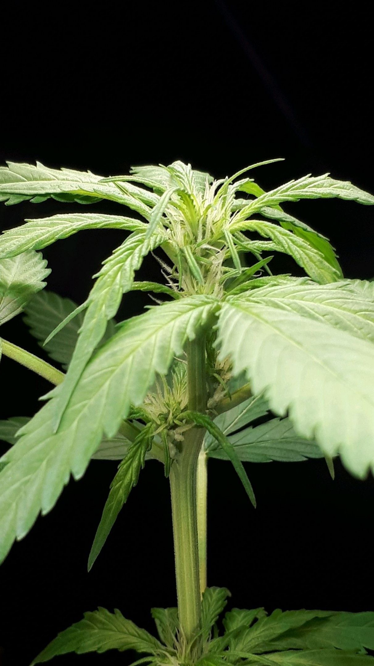 Wedding Cake Automatic growlog photo 31