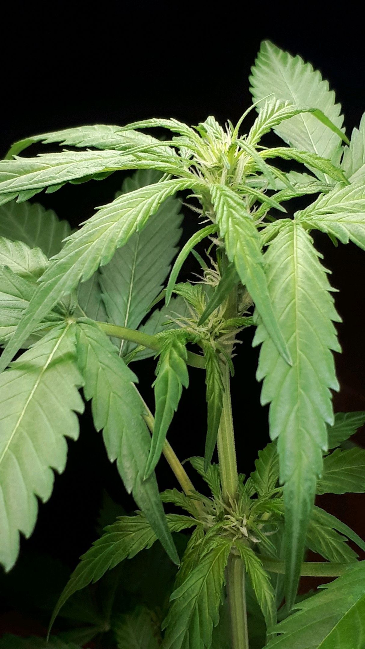 Wedding Cake Automatic growlog photo 32