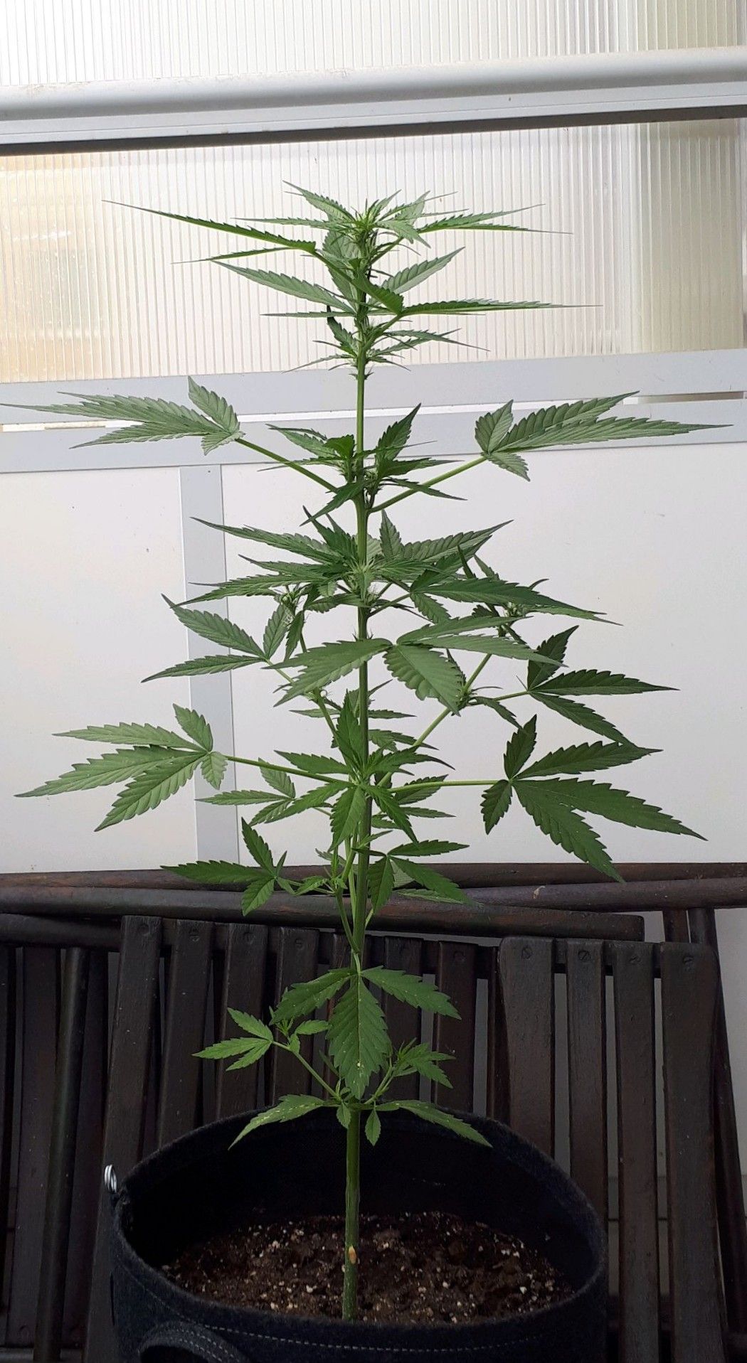 Wedding Cake Automatic growlog photo 33