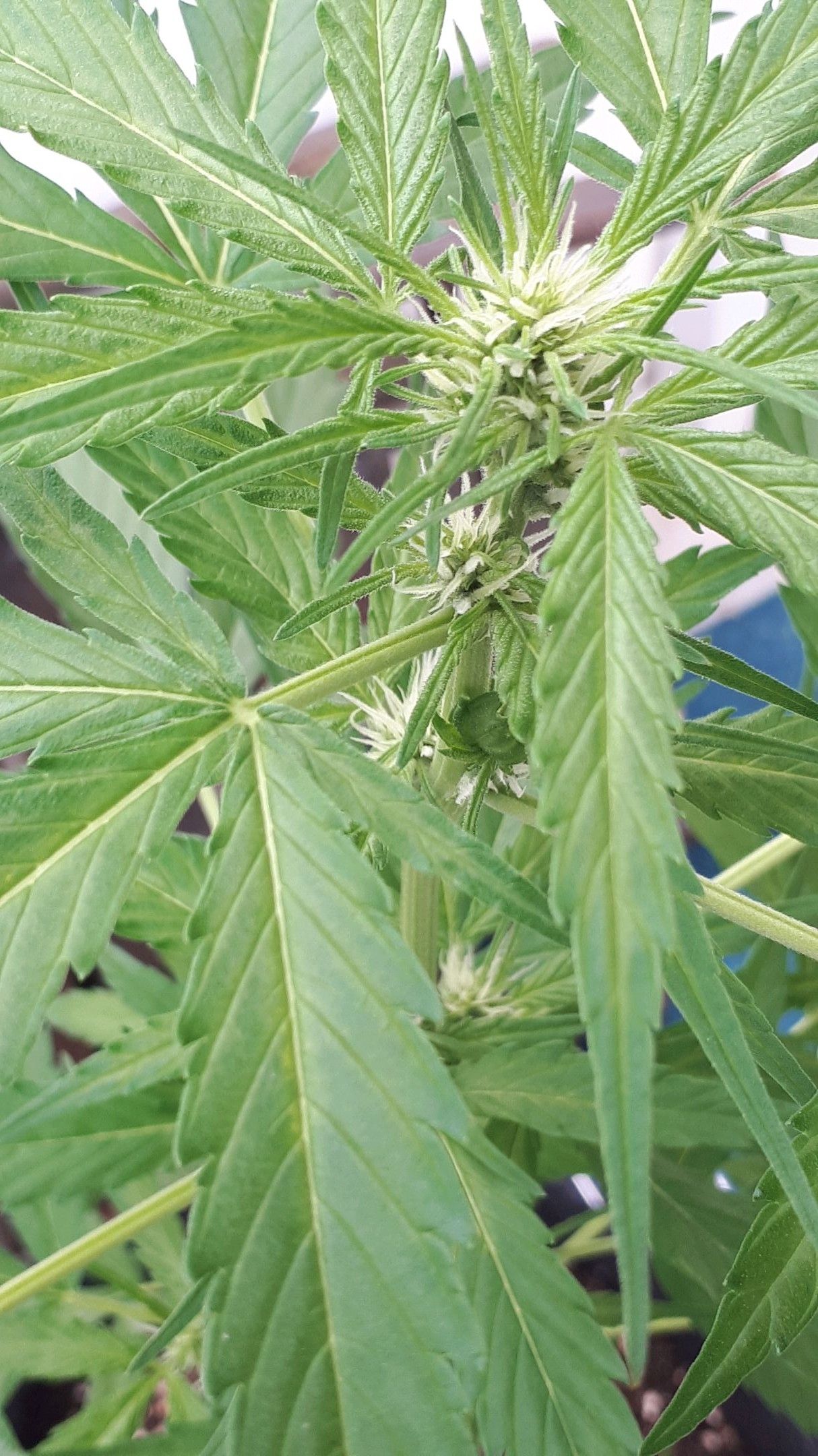 Wedding Cake Automatic growlog photo 34